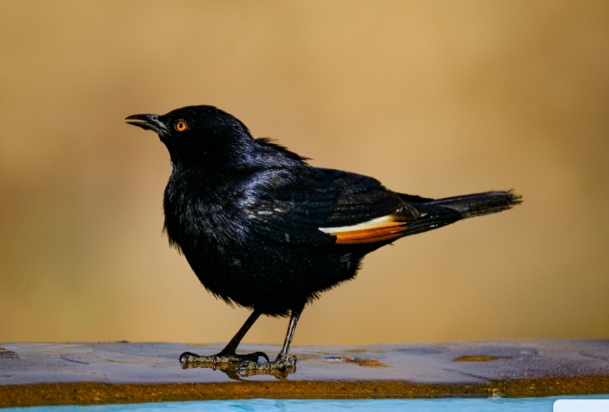 Starling group activity at roof edge and upper window line
