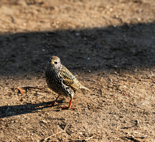 Starling nuisance signs around upper building facade and vents
