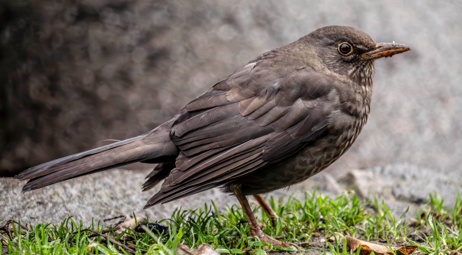 Starling nuisance in a managed property roof-space zone