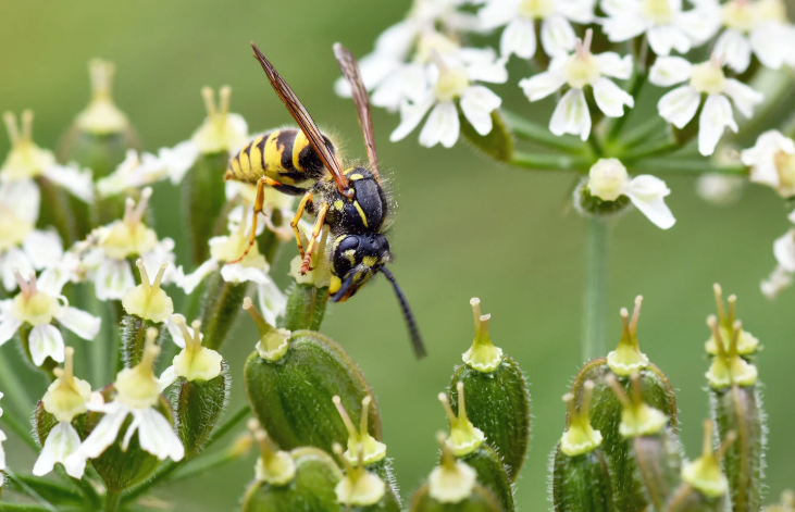 Wasp flight path near roof soffit and gutter corner