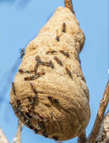 Wasp nest activity around shed roof and timber joint