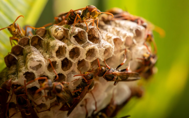Wasp treatment assessment near external vent and wall cavity