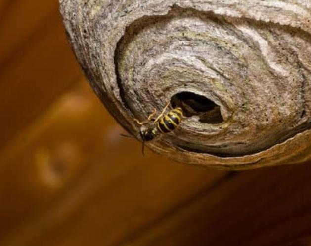 Safety inspection around active wasp route at roofline