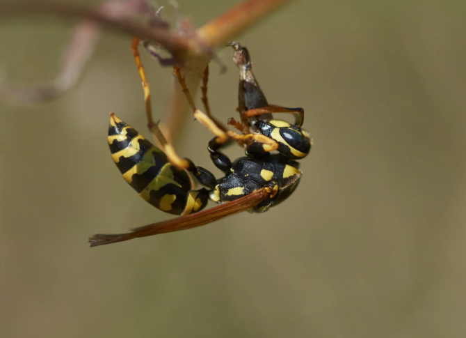 Wasp risk review around garden outbuilding and access point