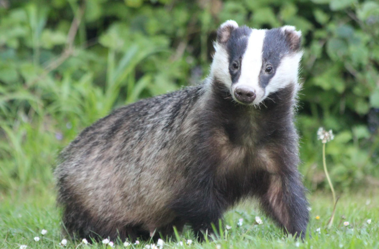 Wildlife movement near roofline requiring protected-species assessment