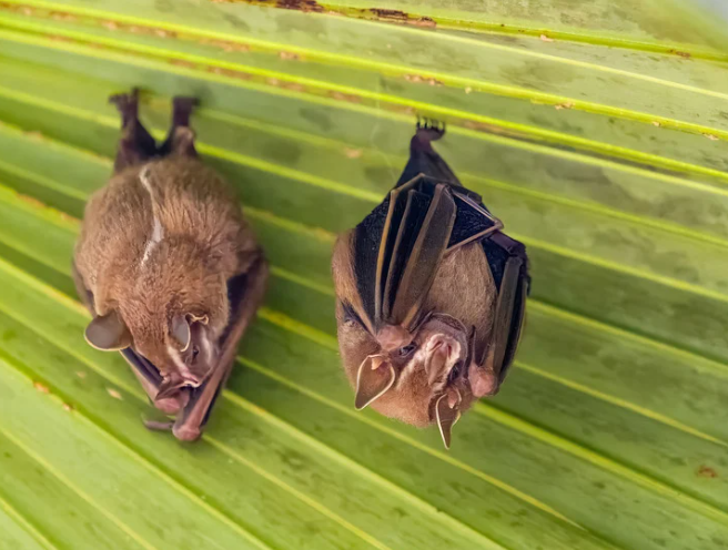 Sensitive wildlife signs around garden boundary and sheltered area