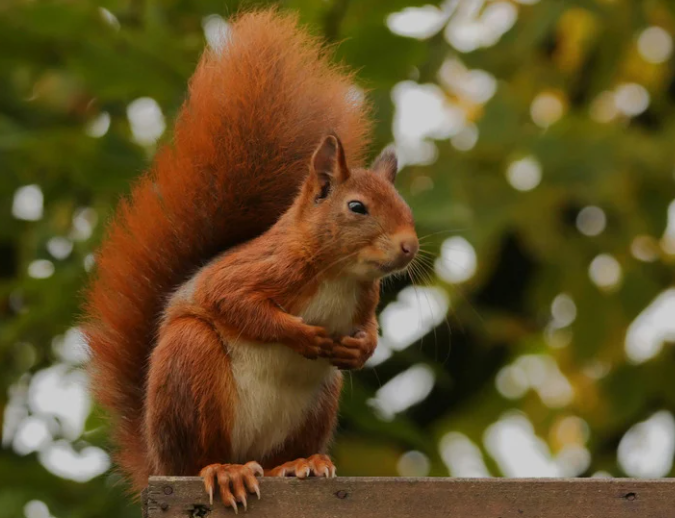 Property-edge wildlife activity requiring lawful management guidance