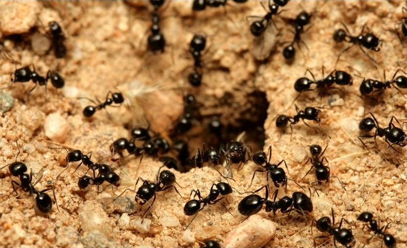 Ant infestation inspection in Dublin