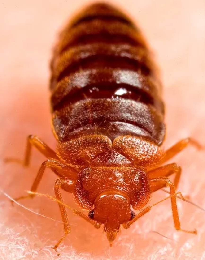 Bed bug inspection in a bedroom in Dublin