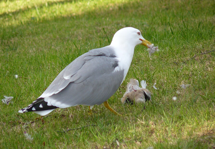 Bird control inspection at a commercial building in Dublin
