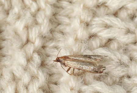 Carpet moth inspection in a Dublin home