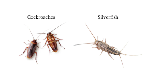 Insect control inspection in a Dublin property