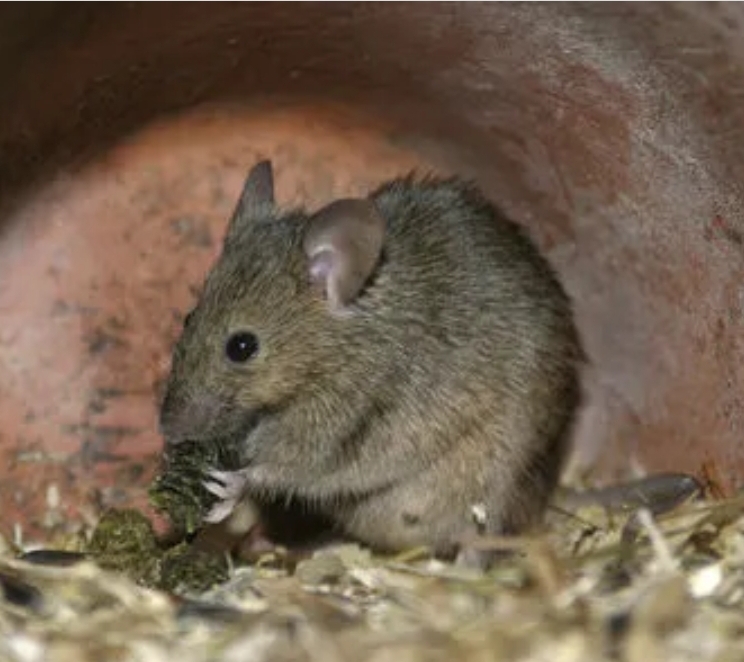 Mouse control technician carrying out a property survey