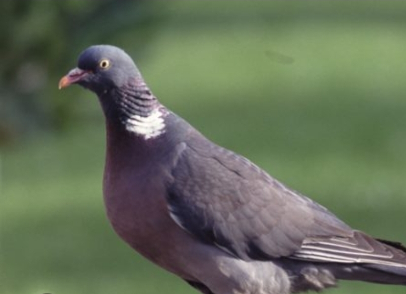 Pigeon activity on a roofline in Dublin
