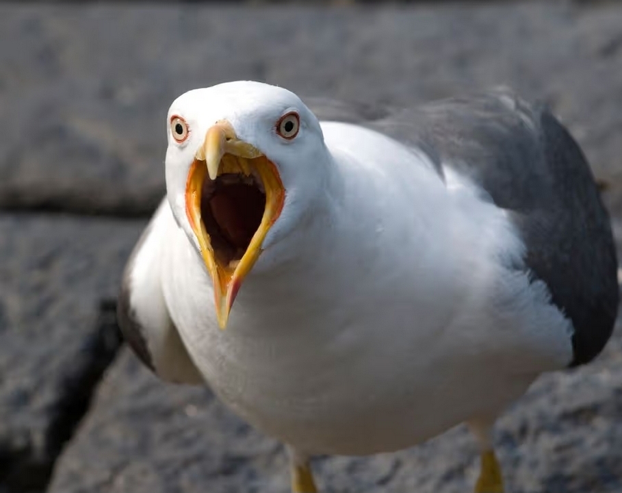 Seagull activity on an urban roof in Dublin