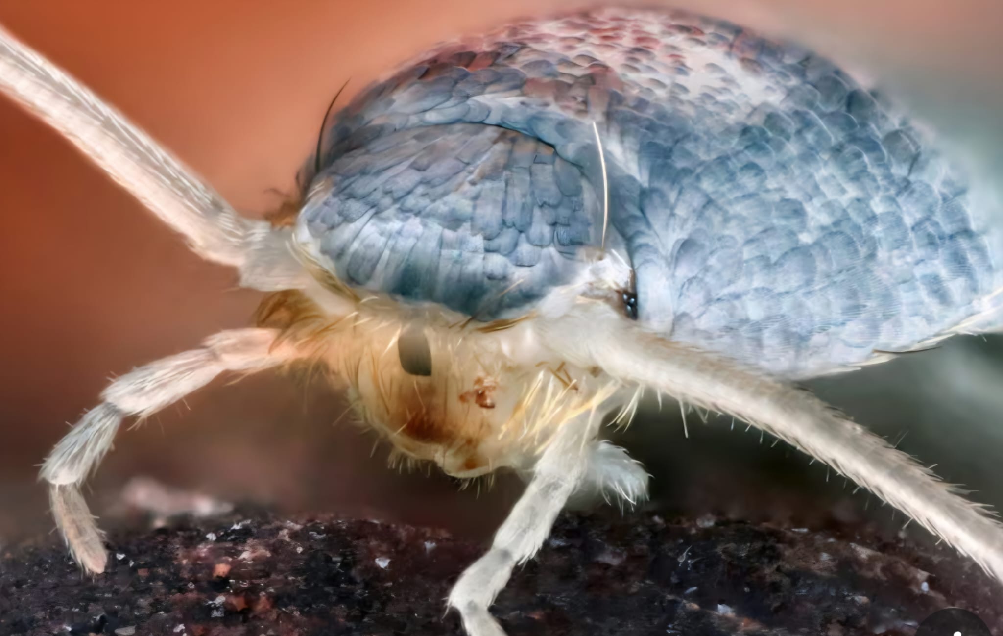 Silverfish issue in a bathroom in Dublin