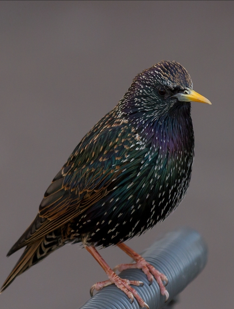 Starlings gathering near building eaves in Dublin