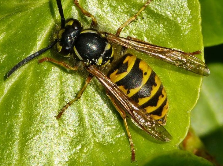Wasp nest response at a Dublin property
