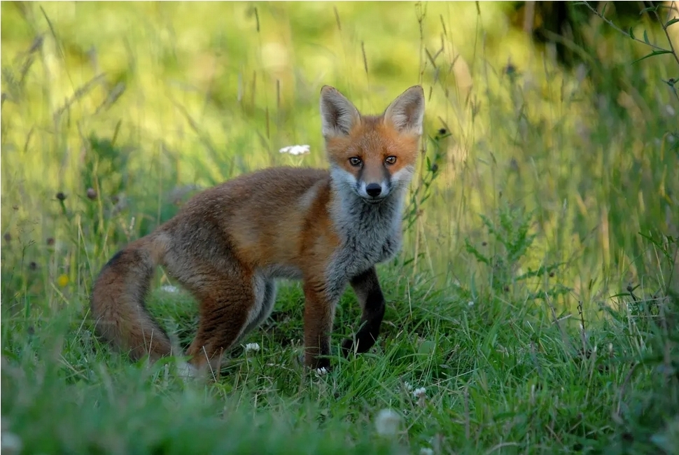 Wildlife inspection around a property in Dublin